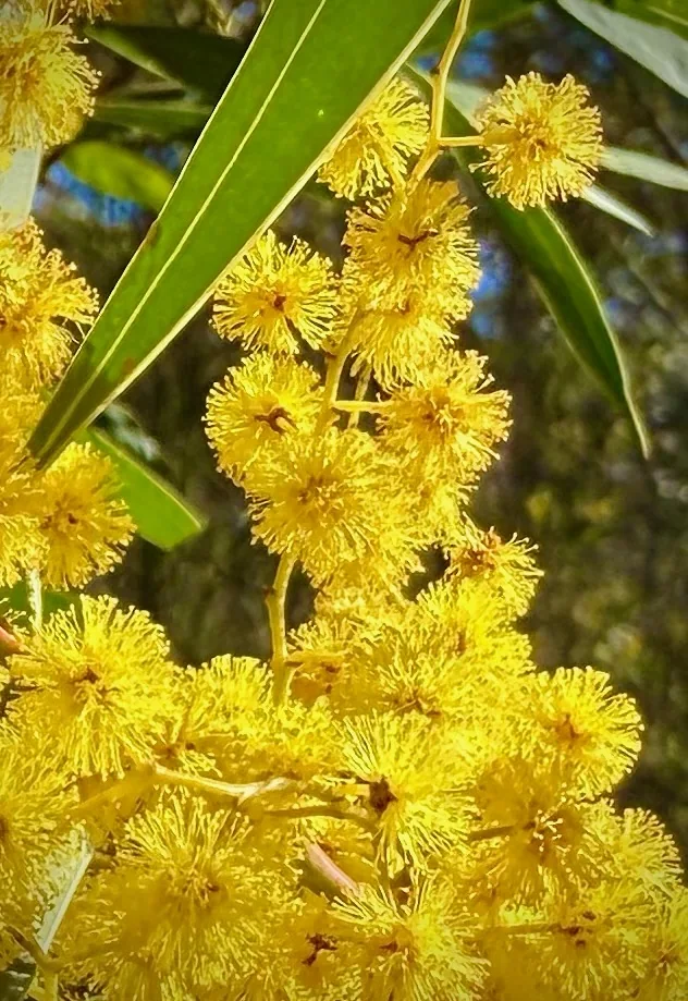 Golden wattle flowering in the Blue Mountains